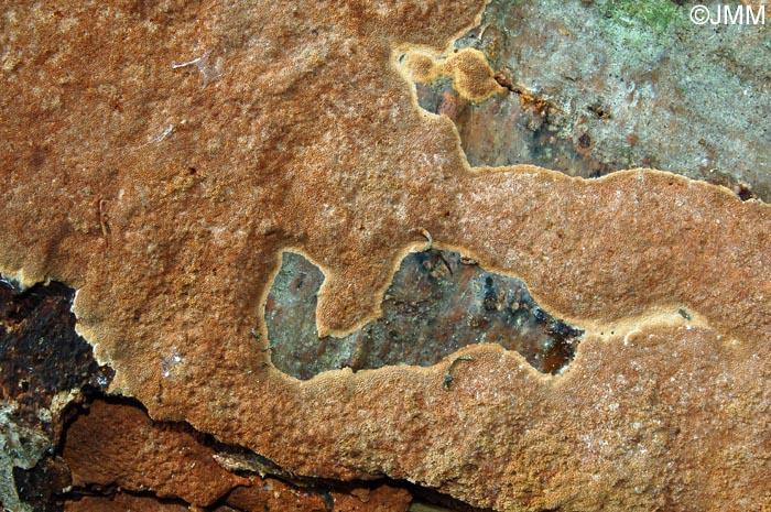 Phellinus ferruginosus = Fuscoporia ferruginosa