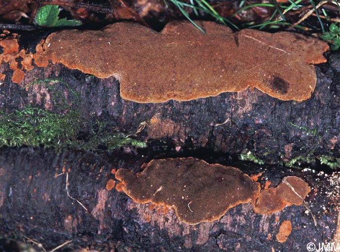 Phellinus ferruginosus = Fuscoporia ferruginosa