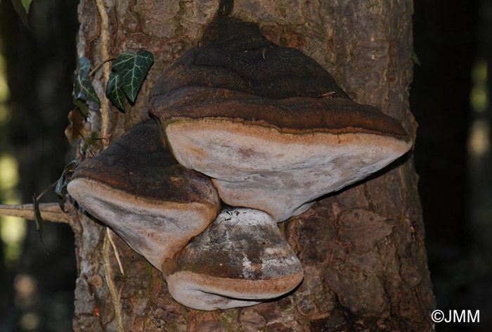 Phellinus hartigii