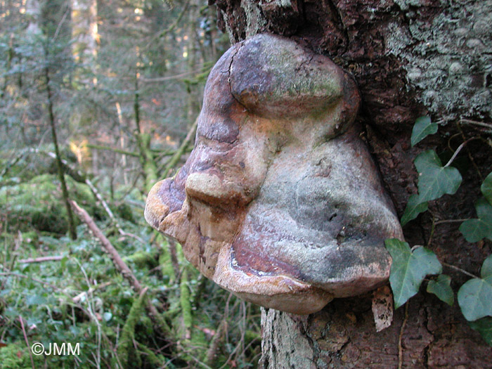 Phellinus hartigii