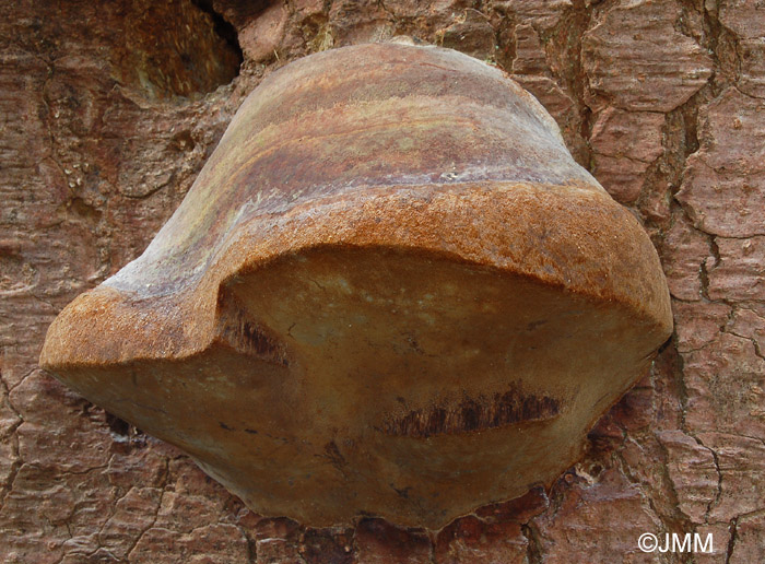 Phellinus hartigii