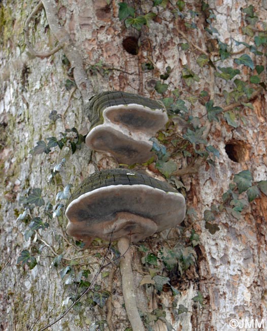 Phellinus hartigii