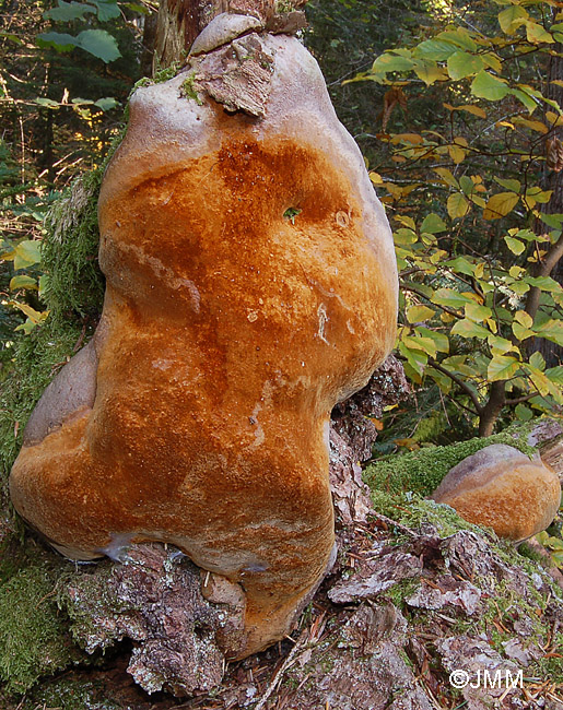 Phellinus hartigii