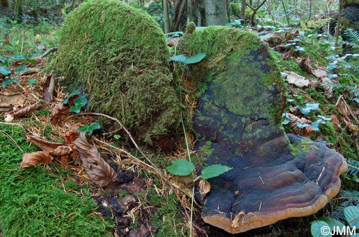 Phellinus hartigii = Fomitiporia hartigii