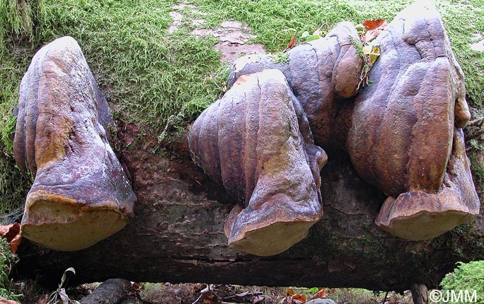 Phellinus hartigii = Fomitiporia hartigii