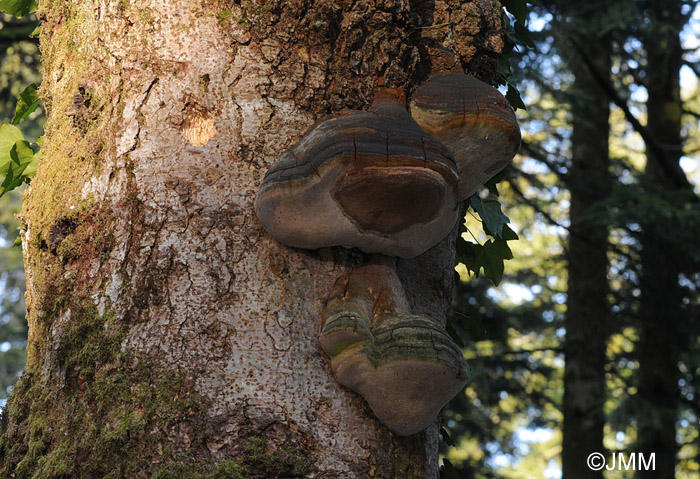 Phellinus hartigii