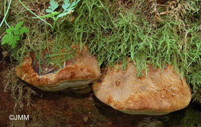 Phellinus hartigii