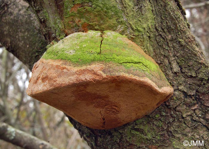 Phellinus hippophaecola