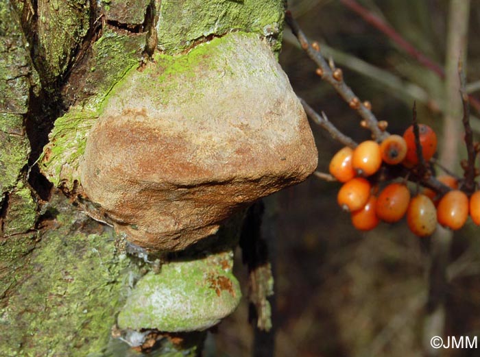 Phellinus hippophaecola