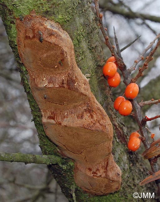 Phellinus hippophaecola