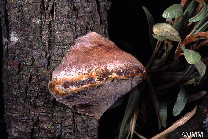 Phellinus hippophaicola