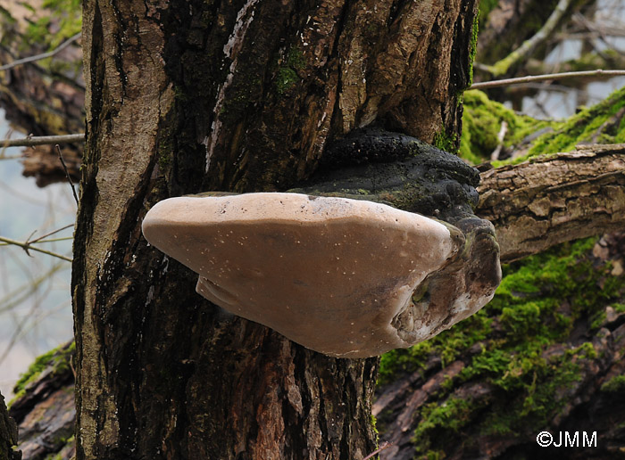 Phellinus igniarius