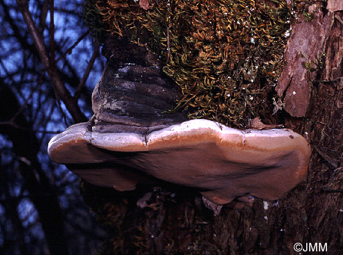 Phellinus igniarius