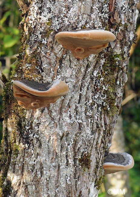 Phellinus igniarius