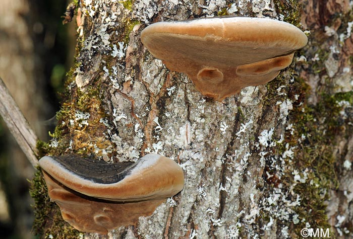 Phellinus igniarius