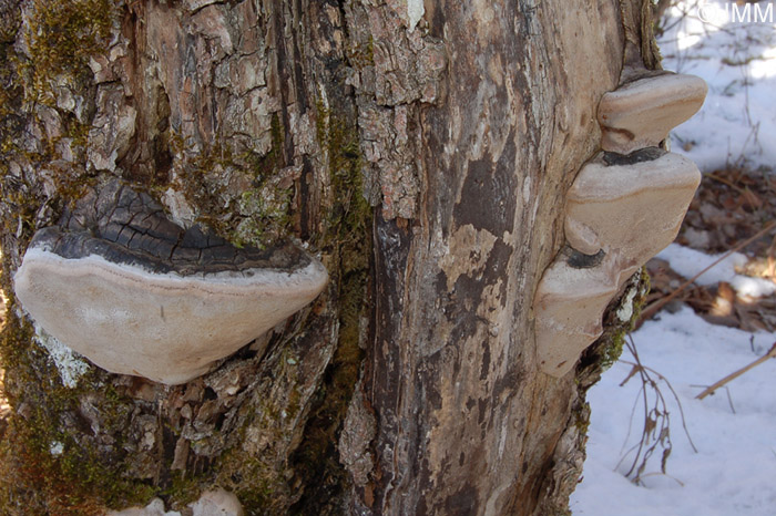 Phellinus igniarius