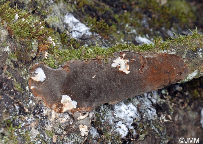 Phellinus laevigatus