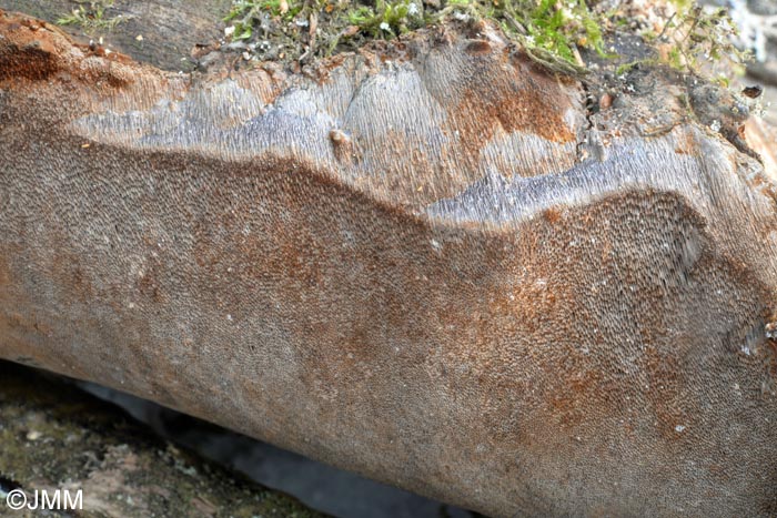 Phellinus laevigatus