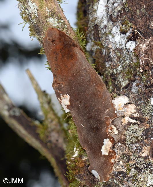 Phellinus laevigatus