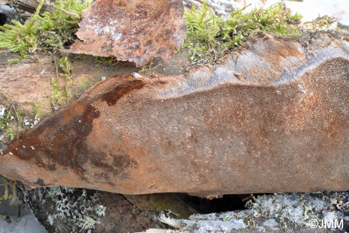 Phellinus laevigatus