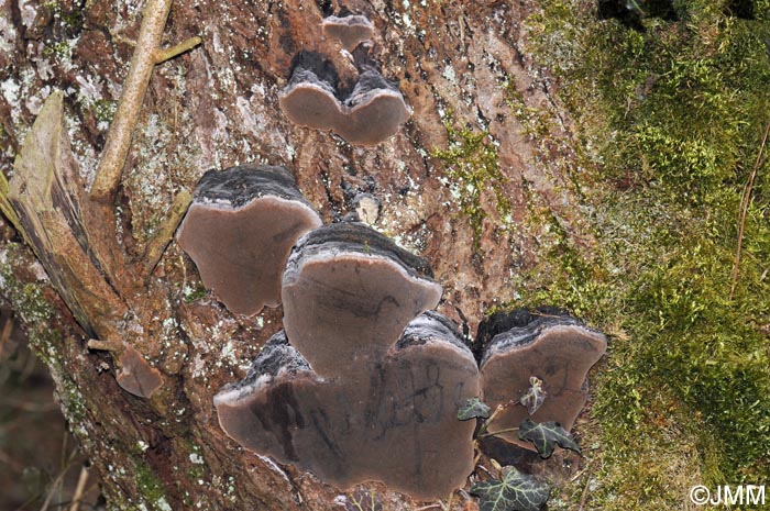 Phellinus lundellii