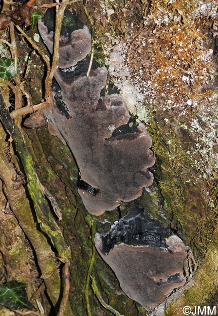 Phellinus lundellii