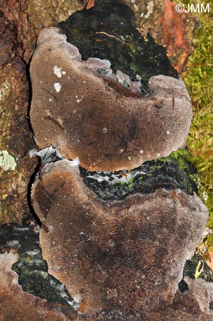 Phellinus lundellii