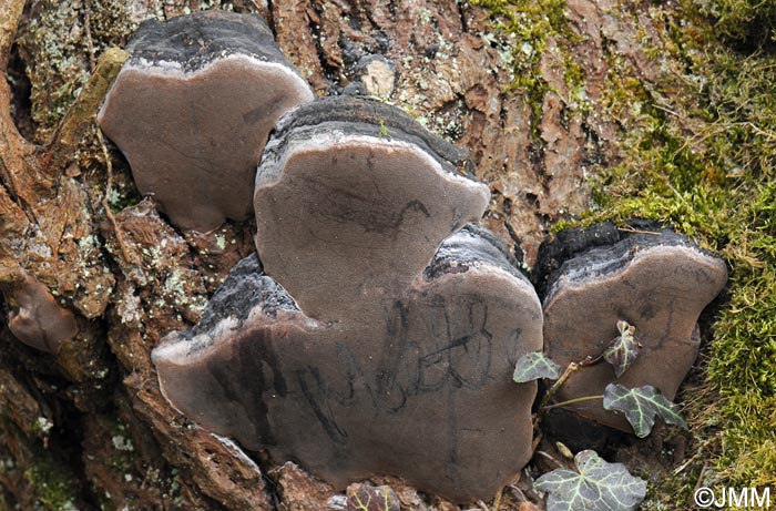 Phellinus lundellii