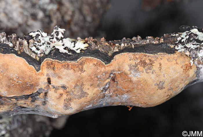 Phellinus lundellii
