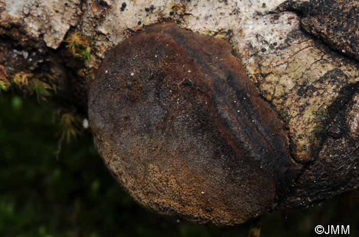 Phellinus nigricans