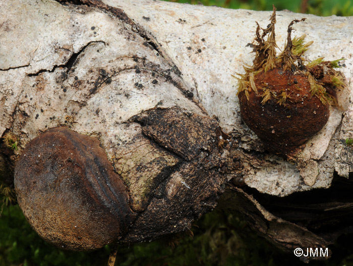 Phellinus nigricans