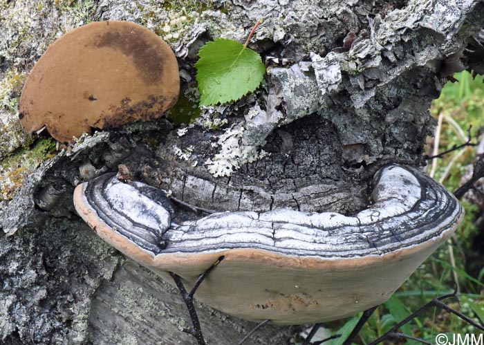 Phellinus nigricans