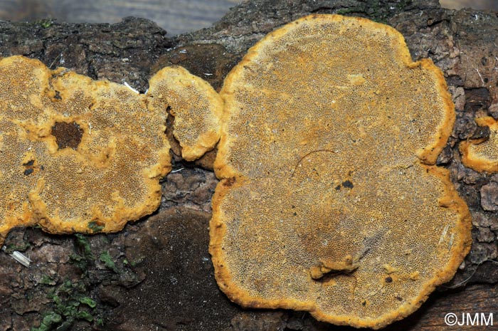 Phellinus nigrolimitatus