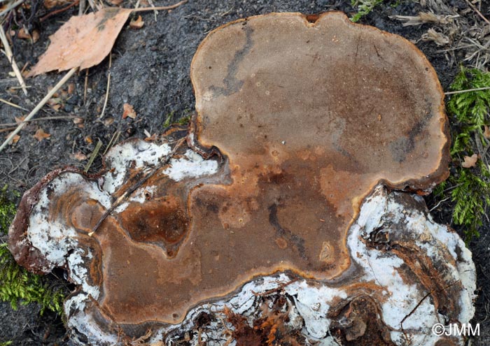 Phellinus nigrolimitatus