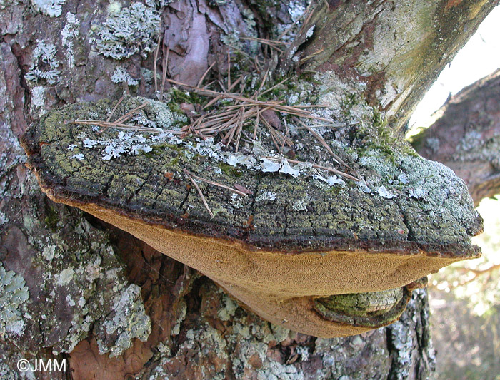 Porodaedalea pini = Phellinus pini