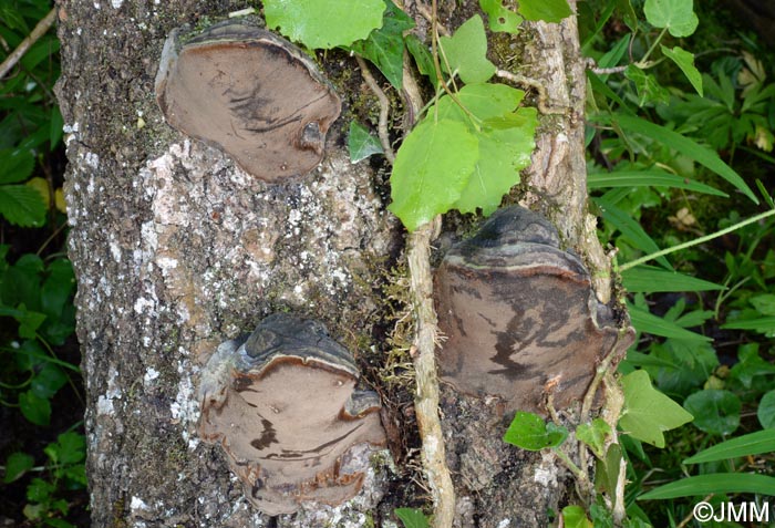 Phellinus populicola