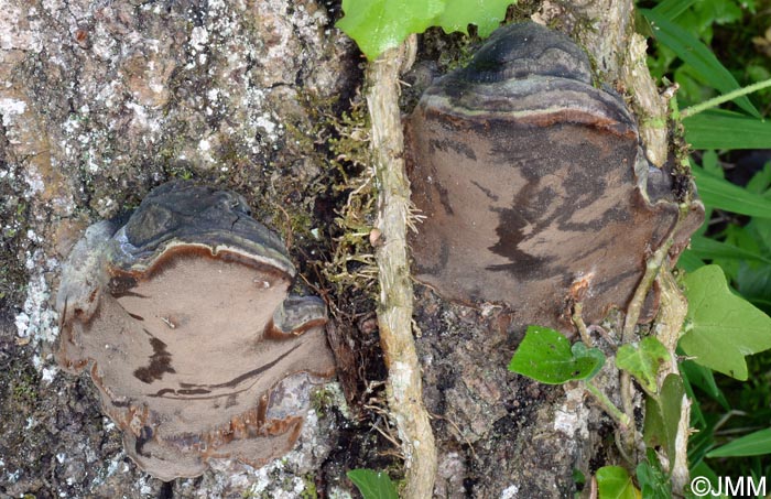 Phellinus populicola