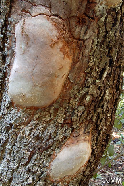 Phellinus pseudopunctatus = Fomitiporia pseudopunctata