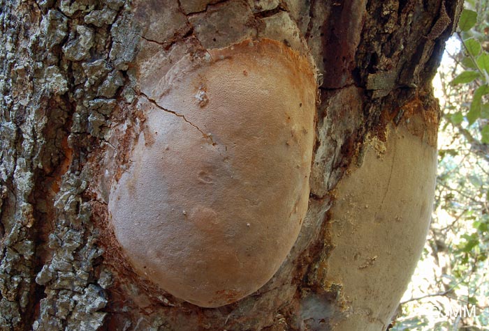 Phellinus pseudopunctatus = Fomitiporia pseudopunctata