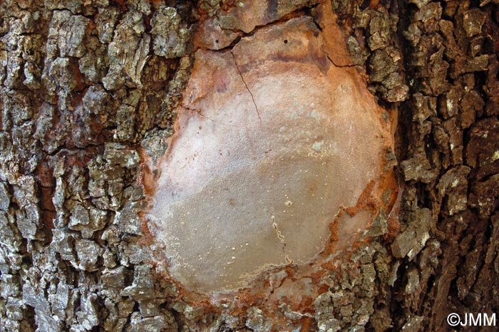 Phellinus pseudopunctatus = Fomitiporia pseudopunctata