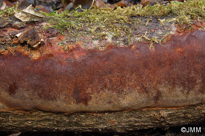 Phellinus punctatus = Fomitiporia punctata