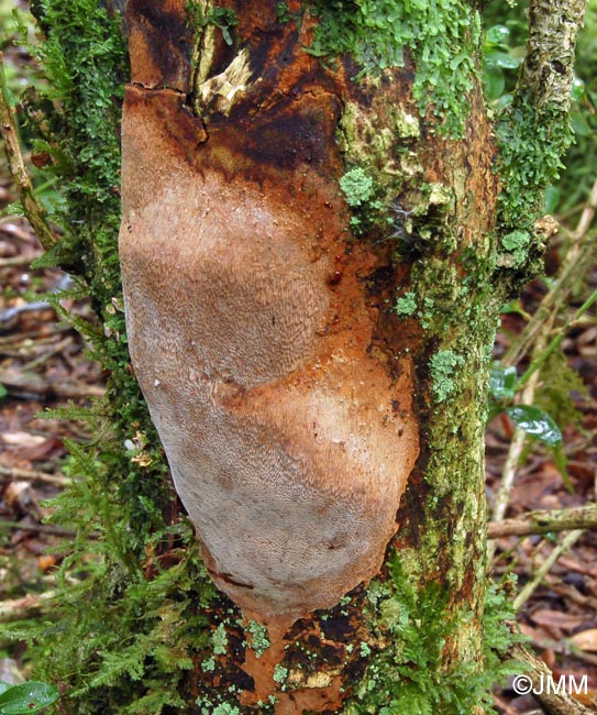 Phellinus punctatus = Fomitiporia punctata