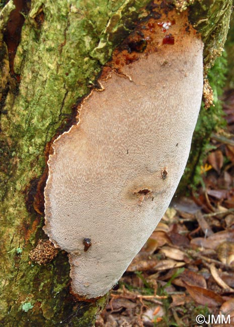 Phellinus punctatus = Fomitiporia punctata