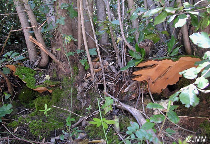 Phellinus ribis f. arbuti = Phylloporia ribis f. arbuti