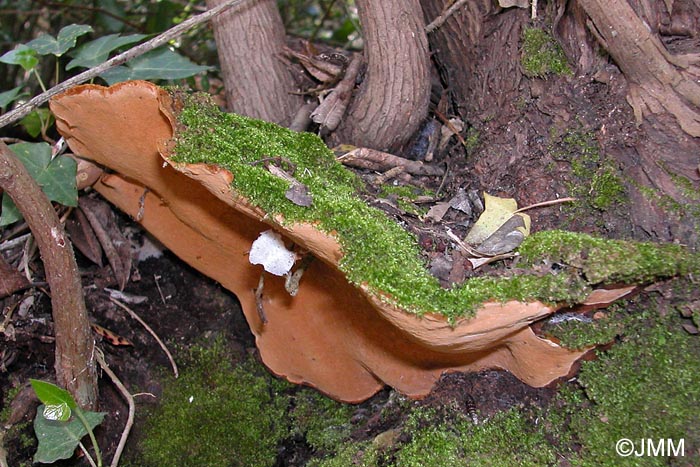 Phellinus ribis f. arbuti = Phylloporia ribis f. arbuti