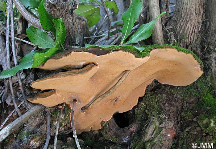 Phellinus ribis f. arbuti = Phylloporia ribis f. arbuti