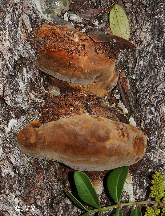 Phellinus rimosus