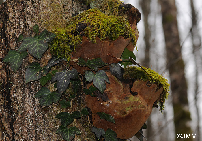 Phellinus robustus