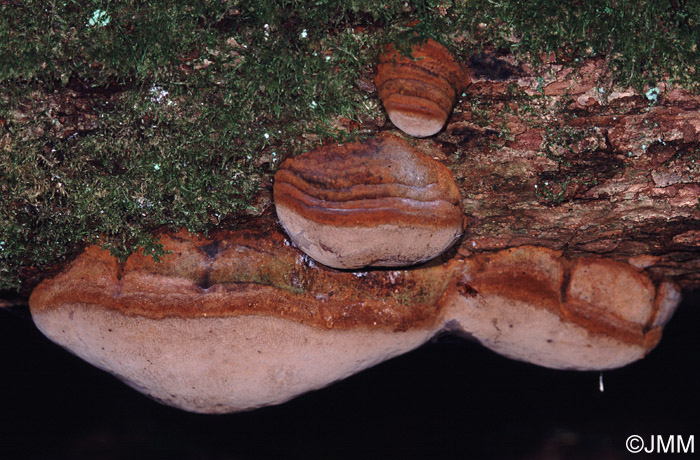 Phellinus robustus