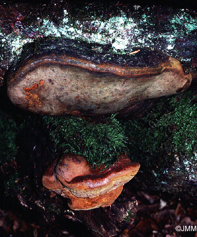 Phellinus robustus